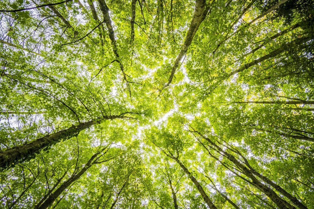 Looking up through the dense green canopy in a vibrant forest, showcasing nature's beauty.